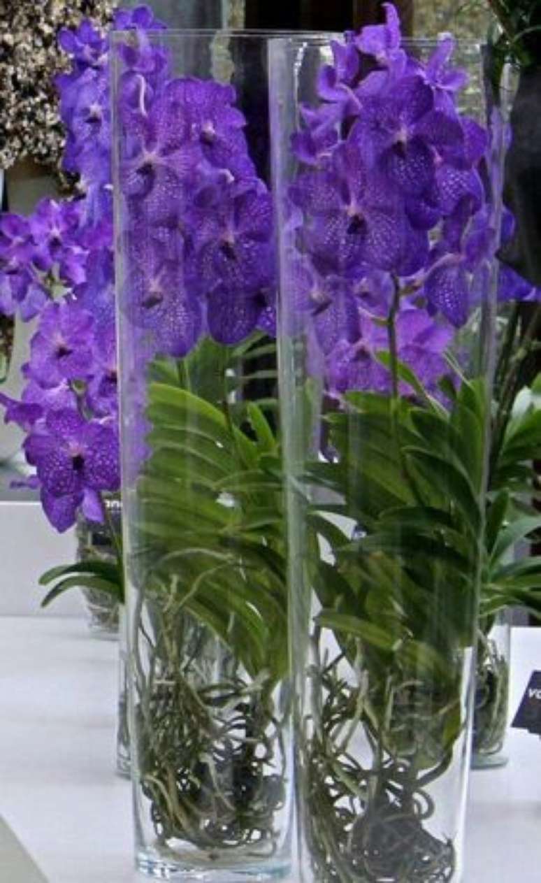 16. Cúpulas de vidro são muito utilizadas em arranjos de Orquídea Vanda. Foto: Primavera Garden