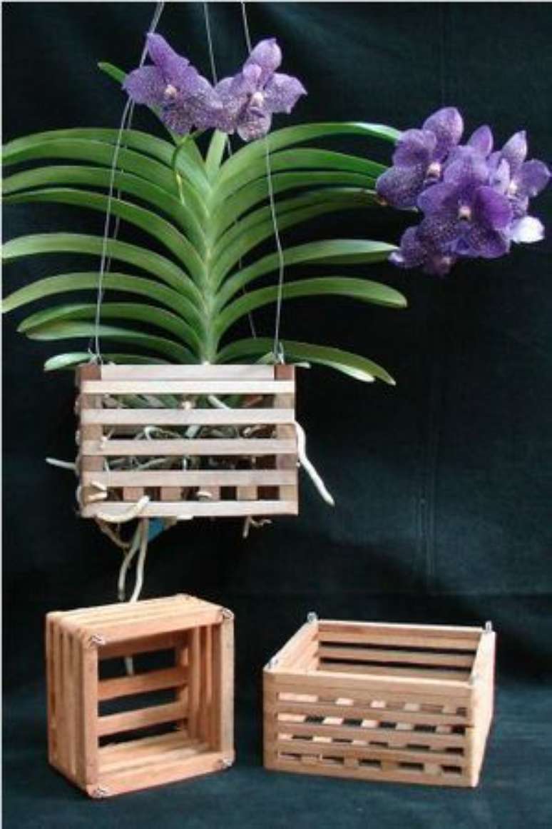 23. Os caixotes ótimos como suporte para a Orquídea Vanda. Foto: Primavera Garden