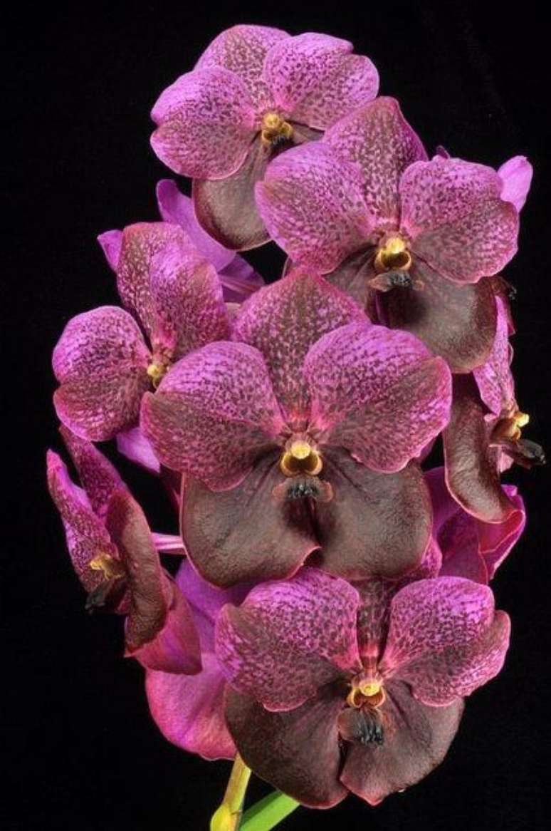 6. A Orquídea Vanda pode ter muitas cores. Foto: Vandário Mokara