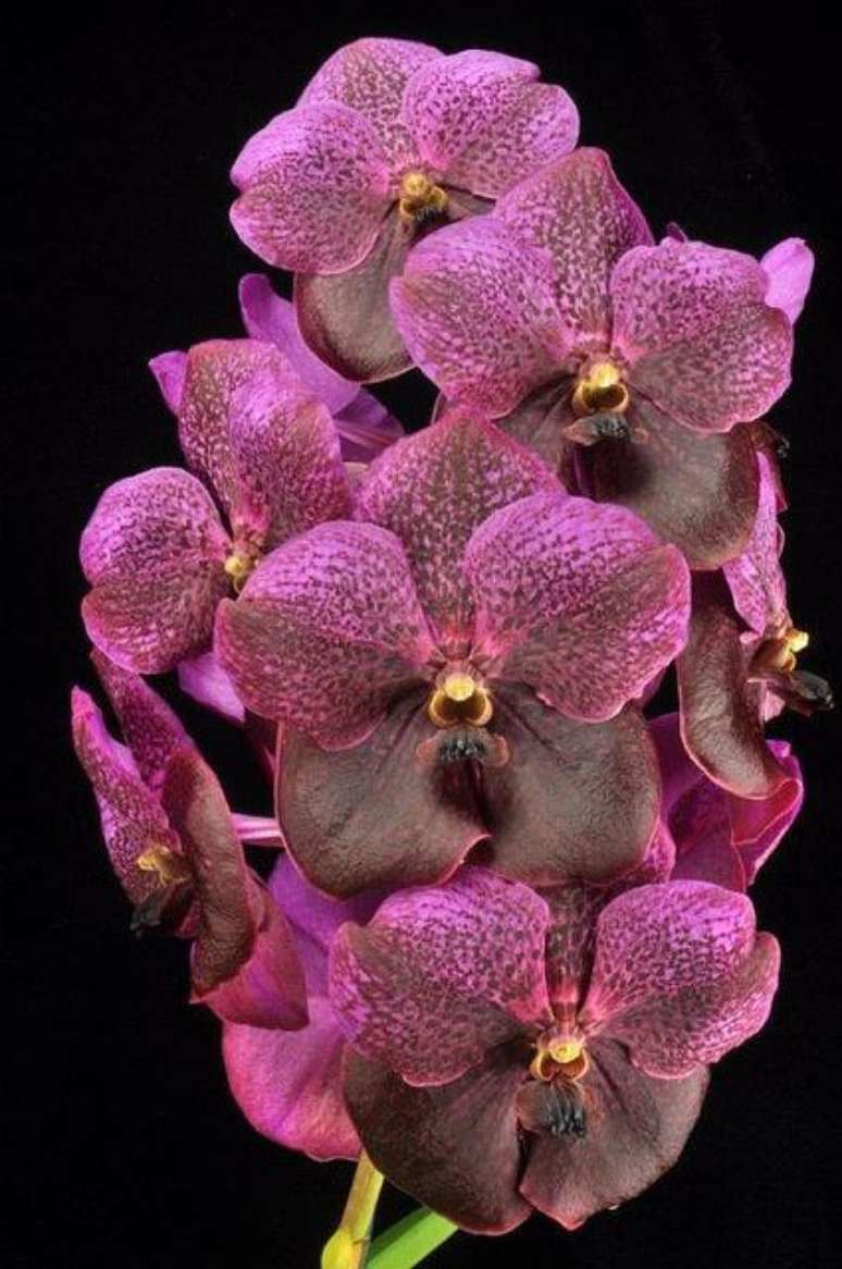 6. A Orqu&iacute;dea Vanda pode ter muitas cores. Foto: Vand&aacute;rio Mokara