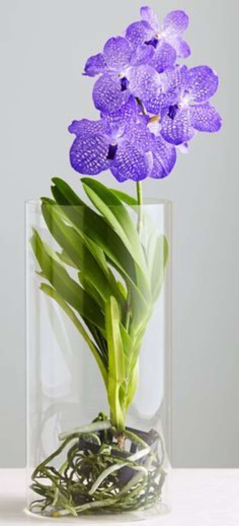 35. As raízes da Orquídea Vanda ficam muito bonitas em vasos de vidro. Foto: Primavera Garden