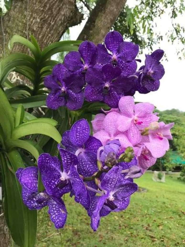 36. Arranjos que misturam diferentes tipos de Orquídea Vanda ficam lindos. Foto: Pinterest
