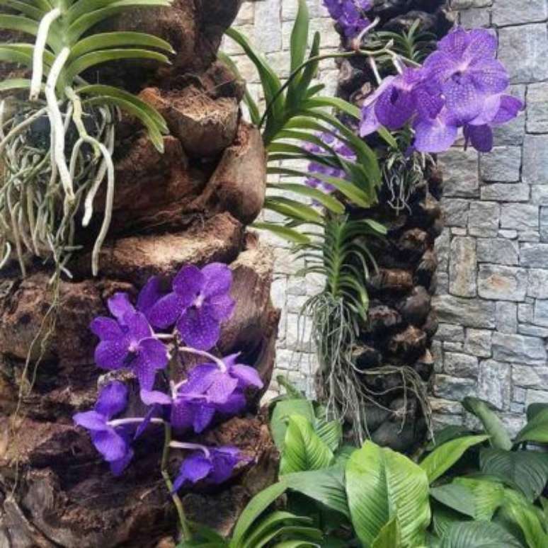 24. A Orquídea Vanda pode vegetar em uma árvore. Foto: Tua Casa