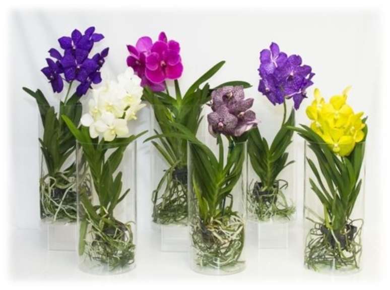 15. As diferentes cores da Orqu&iacute;dea Vanda combinam com diferentes estilos de decora&ccedil;&atilde;o. Foto: Charlie Cook