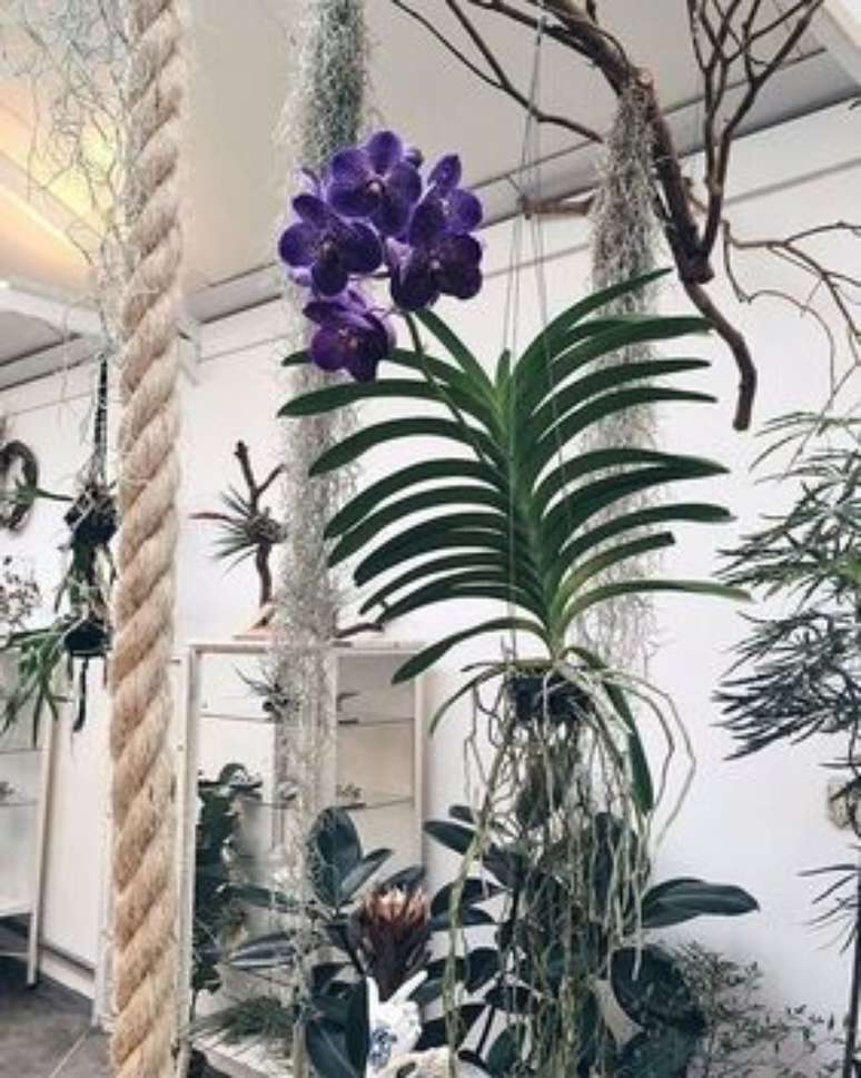 30. A Orquídea Vanda pode crescer bastante. Foto: Instagram