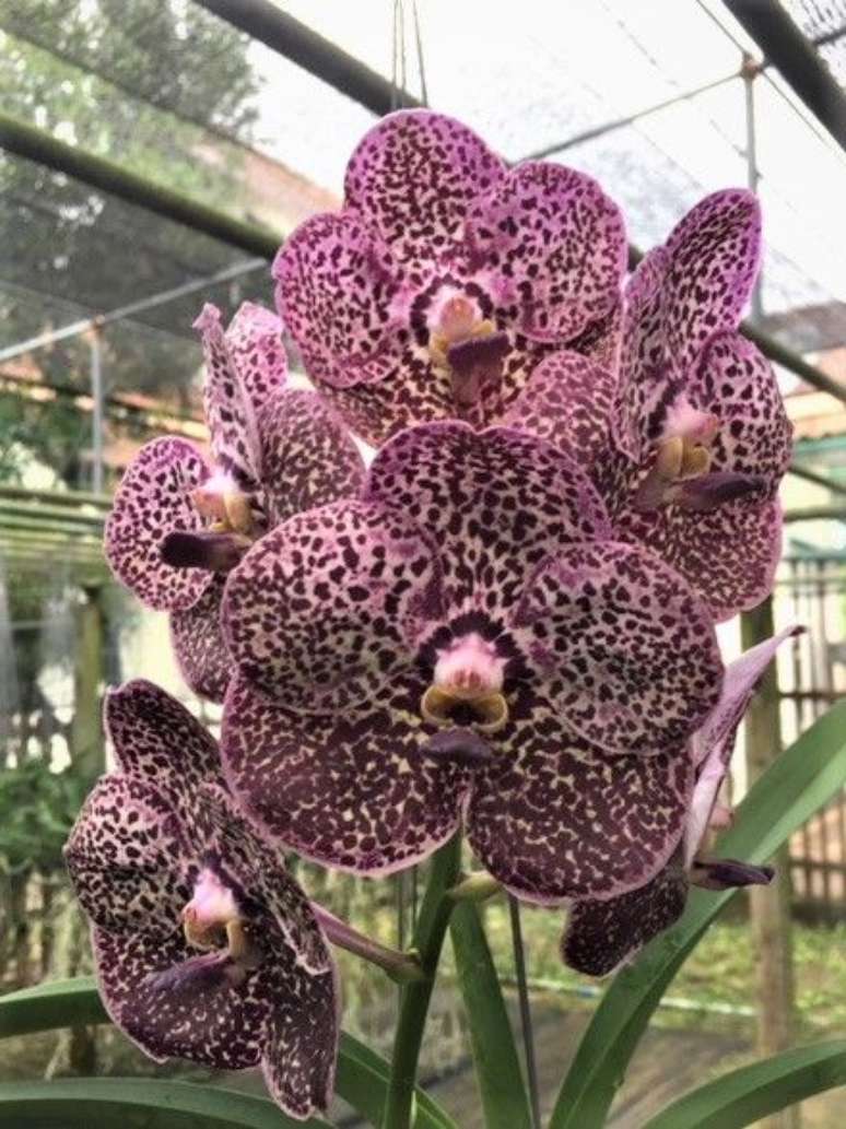 22. Escolha a cor da Orquídea Vanda que mais combina com a sua decoração. Foto: Vandário Mokara
