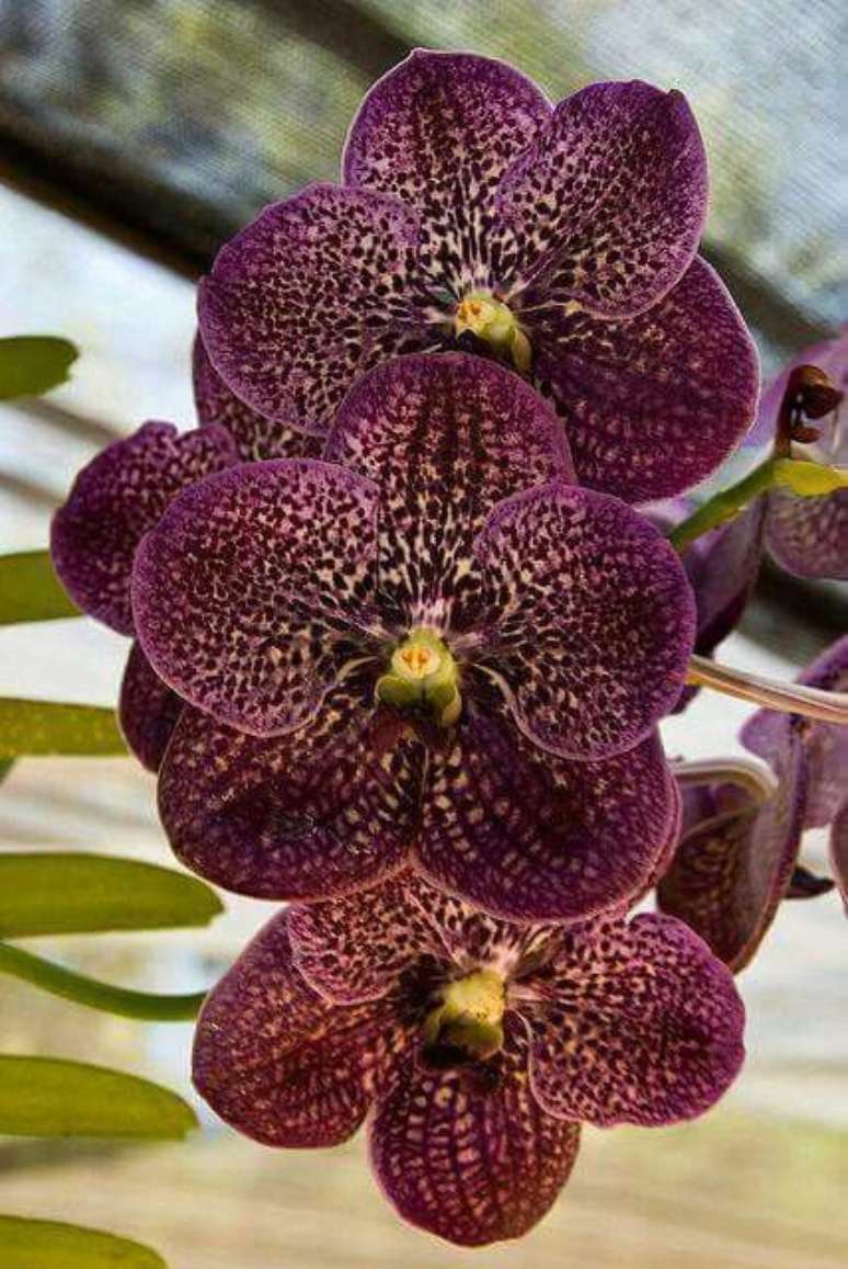 31. A Orquídea Vanda precisa ficar em um cenário que recrie seu habitat natural. Foto: Orquídeas com Amor
