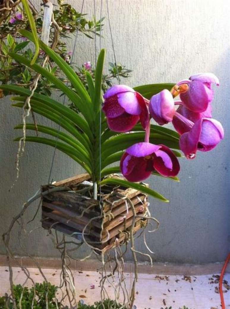 7. A Orqu&iacute;dea Vanda costuma ficar em caixotes suspensos. Foto: Planta Sonya