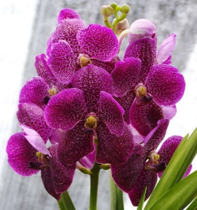 28. A Orqu&iacute;dea Vanda &eacute; &oacute;tima para fazer buqu&ecirc;s. Foto: Orquid&aacute;rio Santa B&aacute;rbara