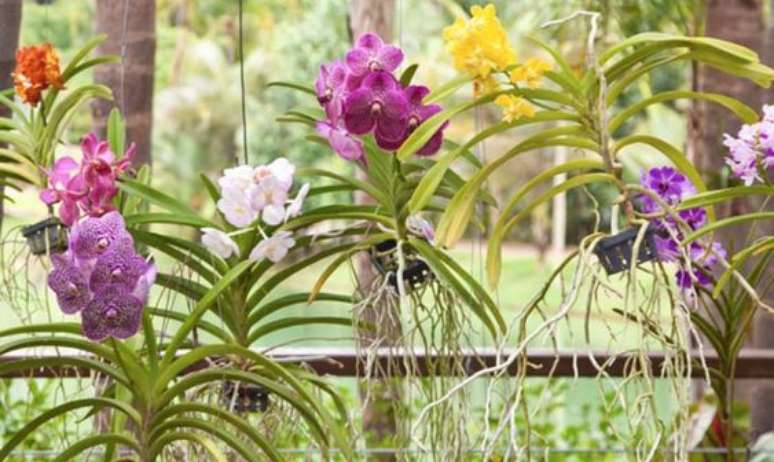 18. &Eacute; poss&iacute;vel criar todo um jardim de Orqu&iacute;dea Vanda. Foto: Tua Casa