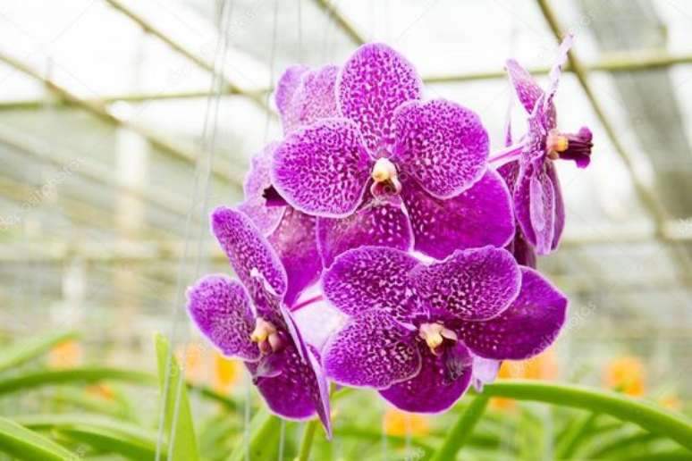 14. As flores da Orquídea Vanda possuem uma beleza delicada. Foto: Blog Flores