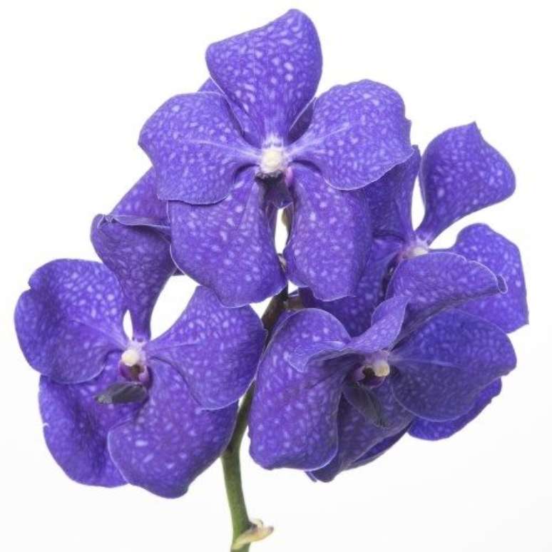 17. A Orqu&iacute;dea Vanda &eacute; muito interessante em cores escuras. Foto: Foralia