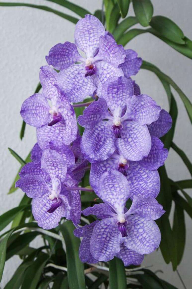 33. A Orqu&iacute;dea Vanda roxa clara &eacute; muito bonita e combina com diferentes decora&ccedil;&otilde;es. Foto: Pinterest