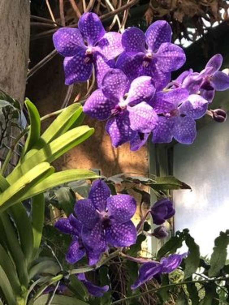 19. A Orqu&iacute;dea Vanda na cor roxa &eacute; a mais comum. Foto: Paris Cote Jardim