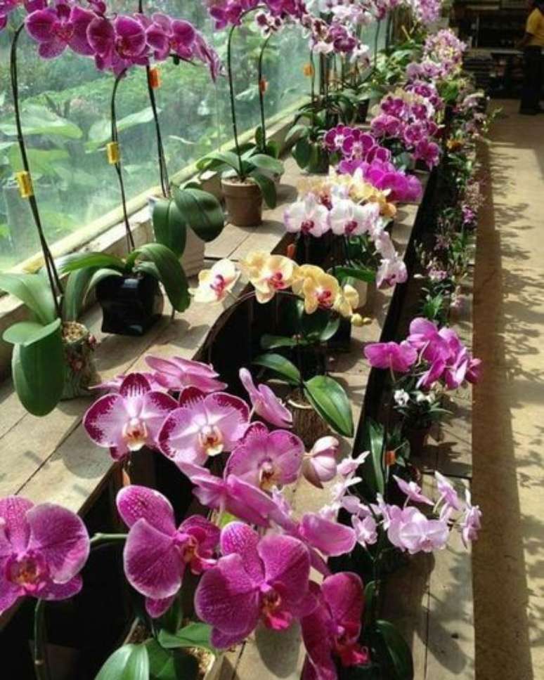 39. Toda uma área externa pode ser decoração com Orquídea Vanda. Foto: Apaixonado por Orquídeas