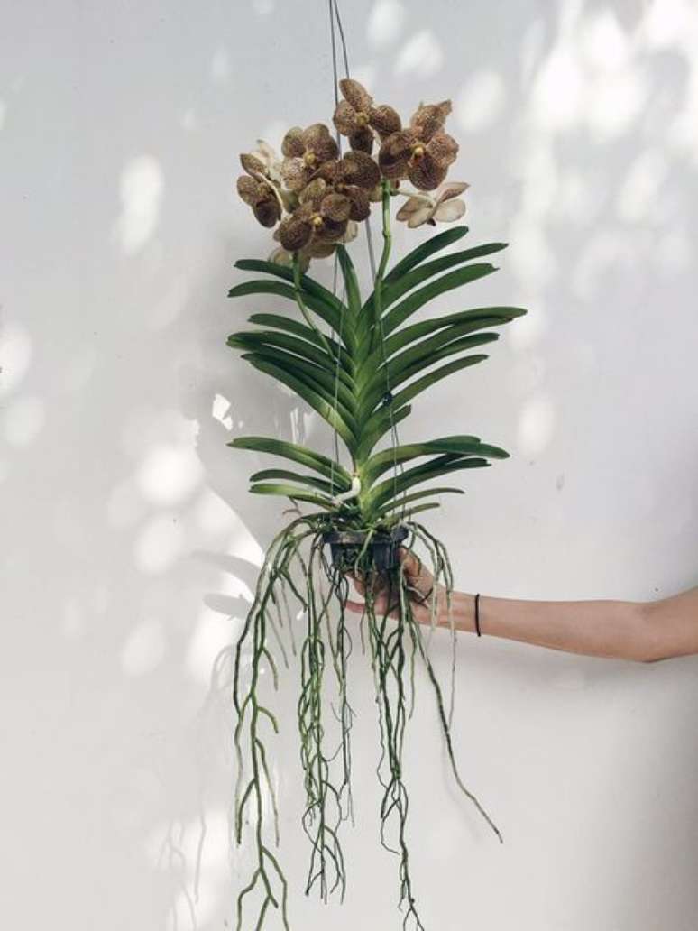 8. Muitos modelos de Orqu&iacute;dea Vanda possuem flores com&nbsp;tons terrosos. Foto: Flo Atelier Bot&acirc;nico