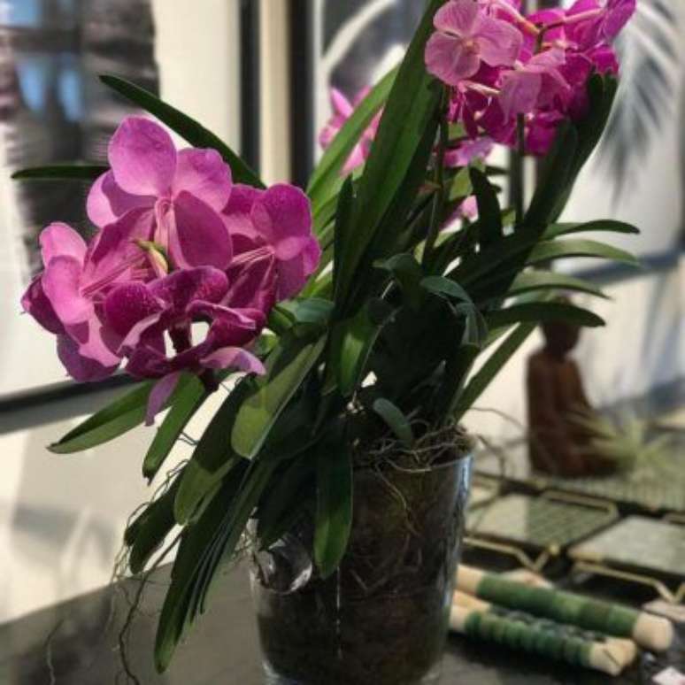 12. A Orquídea Vanda fica ótima em um vaso de vidro. Foto: Tua Casa