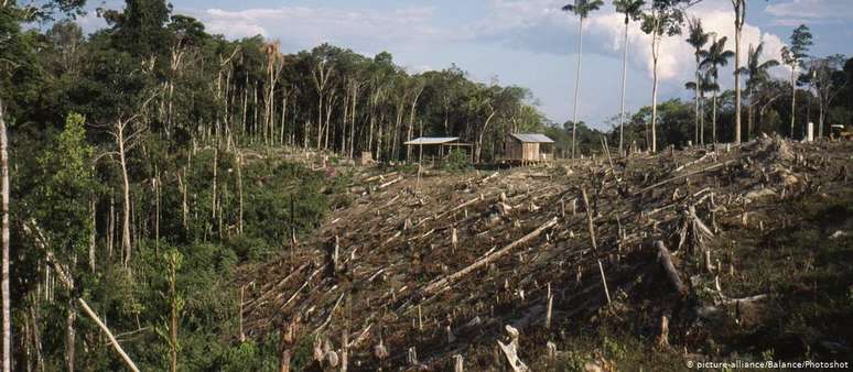 Área de floresta primária alvo de exploração ilegal de madeira na Amazônia