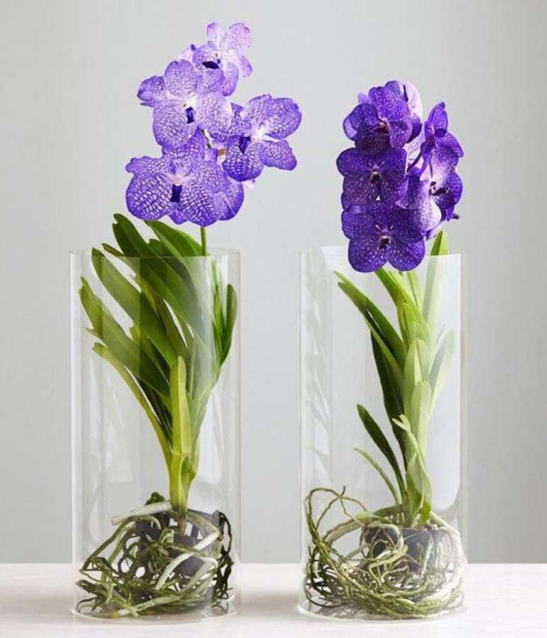 41. Vasos de Orquídea Vanda em geral são muito interessantes. Foto: I Want to Plant It