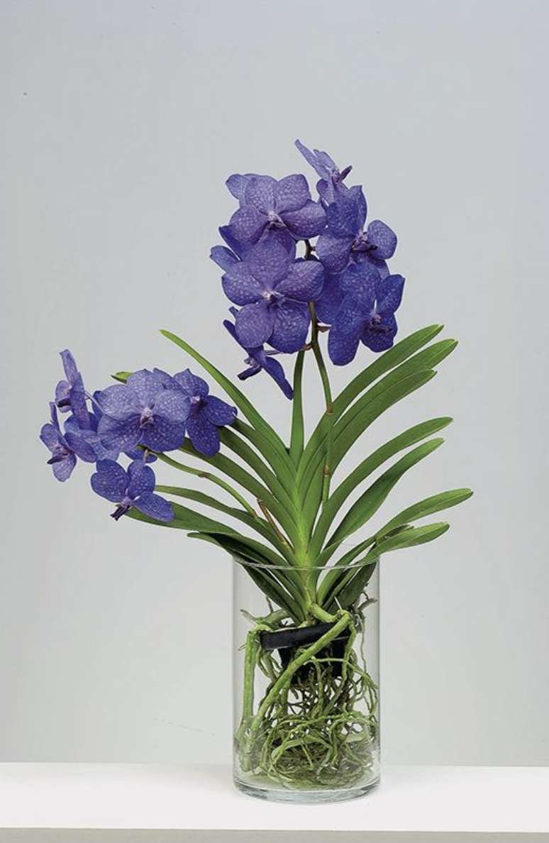 2. A Orquídea Vanda possui muitas variações. Foto: Jardiland