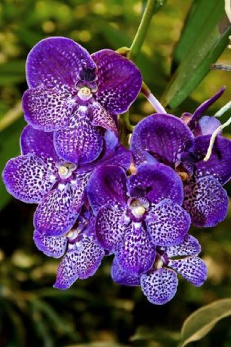 29. A Orqu&iacute;dea Vanda pode formar jardins lindos. Foto: Pixabay