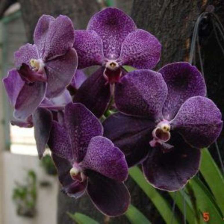 32. A Orqu&iacute;dea Vanda &eacute; muito interessante como um&nbsp;adere&ccedil;o decorativo. Foto: Primavera Garden