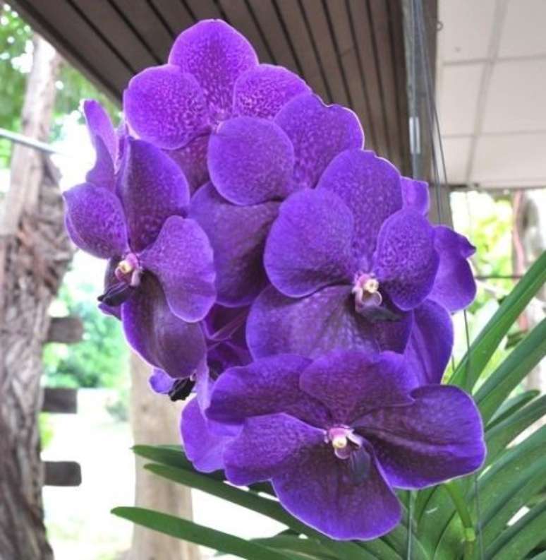 37. Orquídea Vanda com muitas flores são interessantes e bonitas. Foto: Vandário Mokara