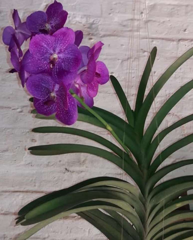 34. Uma boa Orquídea Vanda é aquela que cresce de forma saudável. Foto: Orquídeas Com Amor