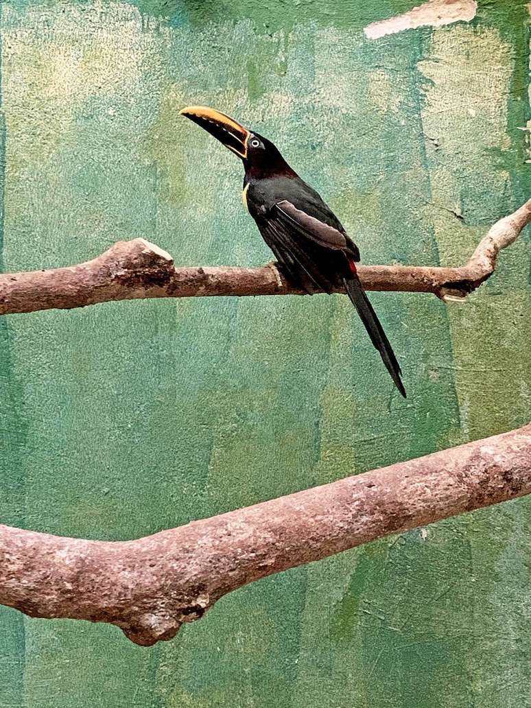 Araçari-castanho mutilado para que não pudesse voar recebeu implante de novas penas no Parque das Aves, em Foz do Iguaçu