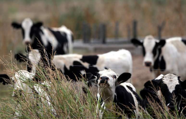 Vacas na região de Sunchales, Argentina 
06/04/2018
REUTERS/Marcos Brindicci