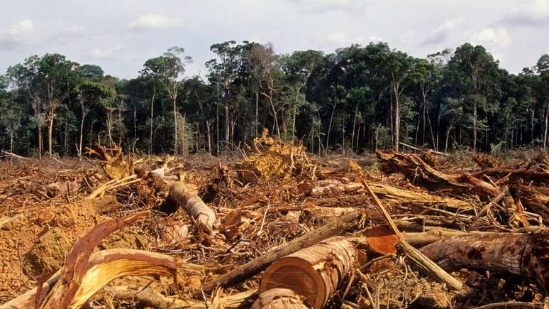 Cerca de 20% da floresta amazônica já foi destruída, segundo especialistas