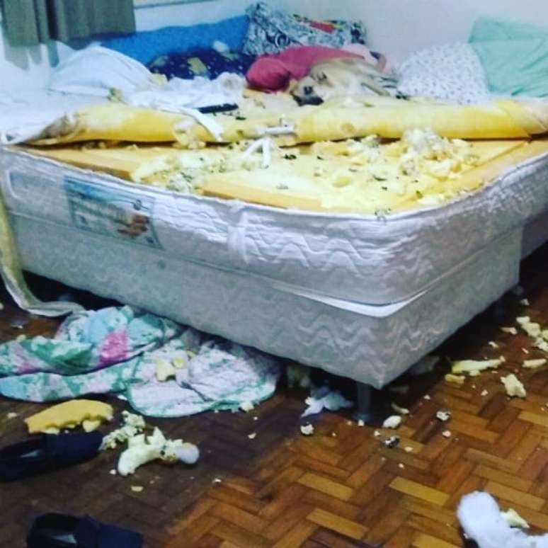 Chico, vira-lata de 8 meses, viraliza nas redes sociais após destruir quarto da dona