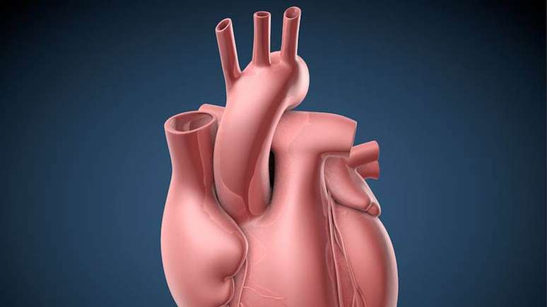 De acordo com os pesquisadores, é por isso que ataques cardíacos ocorrem praticamente só em humanos