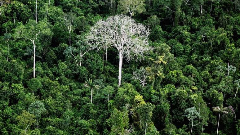 O desmatamento na Amazônia Legal, que engloba a região Norte mais parte do Maranhão e Mato Grosso, caiu de 27,8 mil km² em 2004 para 4,6 mil km² em 2012, menor resultado histórico