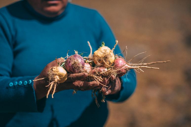 A maca peruana &eacute; encontrada em 13 diferentes cores. A vermelha, a amarela e a preta s&atilde;o as que chegam ao mercado brasileiro