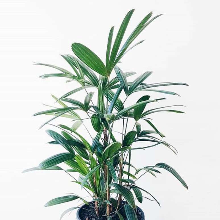 38. As folhas da palmeira ráfia são lindas e fortes. Foto: Instagram