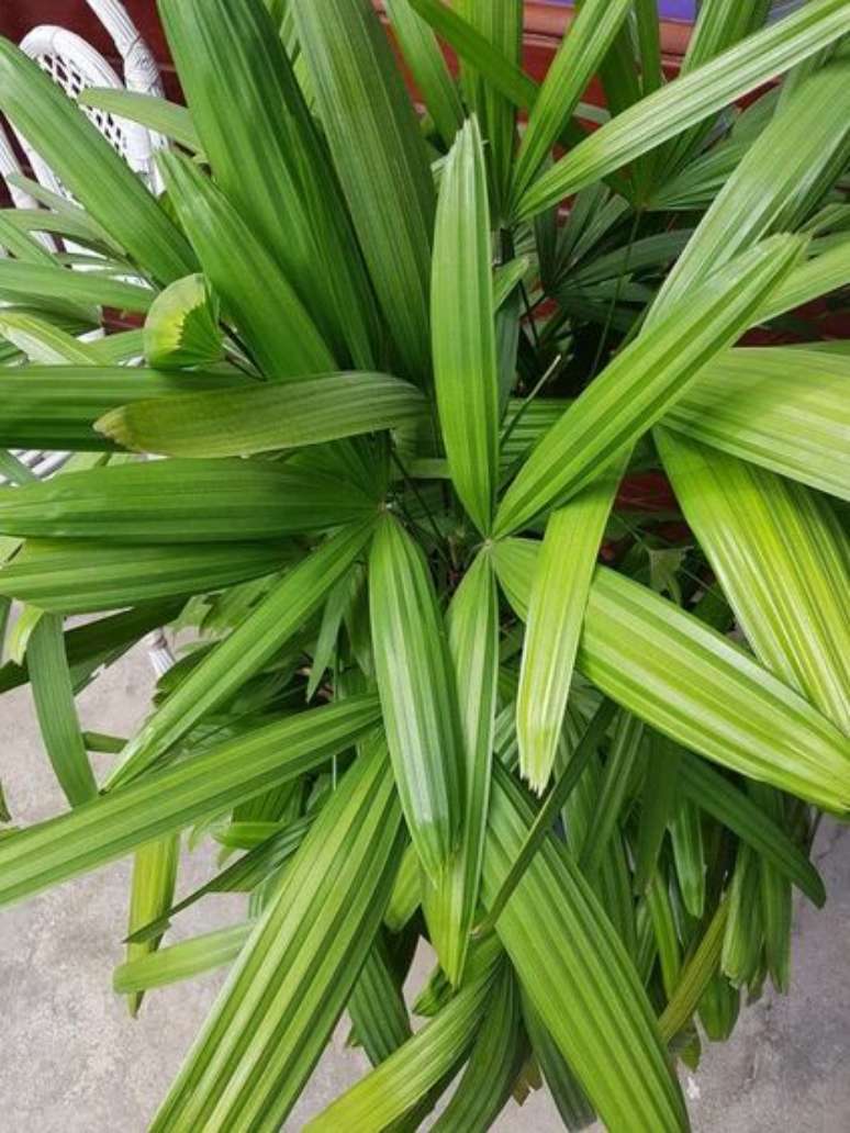 28. As folhas da palmeira ráfia são muito chamativas. Foto: Pinterest