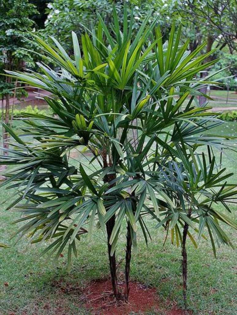 60. Plantar palmeira ráfia direto no solo pode ser um pouco mais difícil. Foto: Sunday Gardener