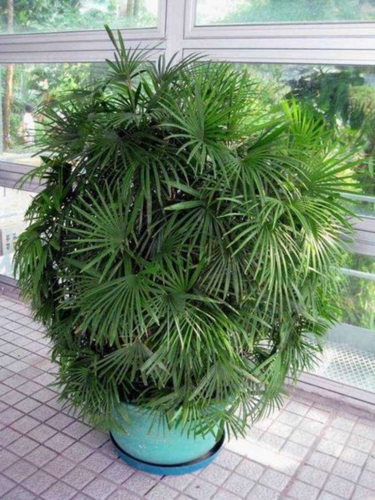 11. A palmeira ráfia pode ser grande até em vasos. Foto: Seedman
