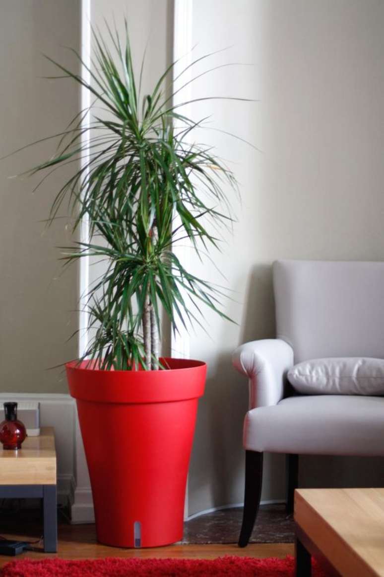 36. O verde da palmeira ráfia contrasta muito bem com um vaso vermelho. Foto: Decor Facil