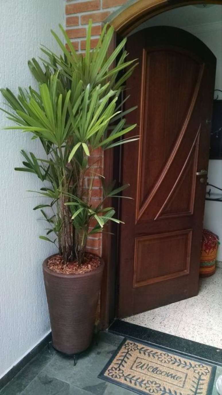 31. A palmeira ráfia pode ficar no hall de entrada. Foto: Vida Verde