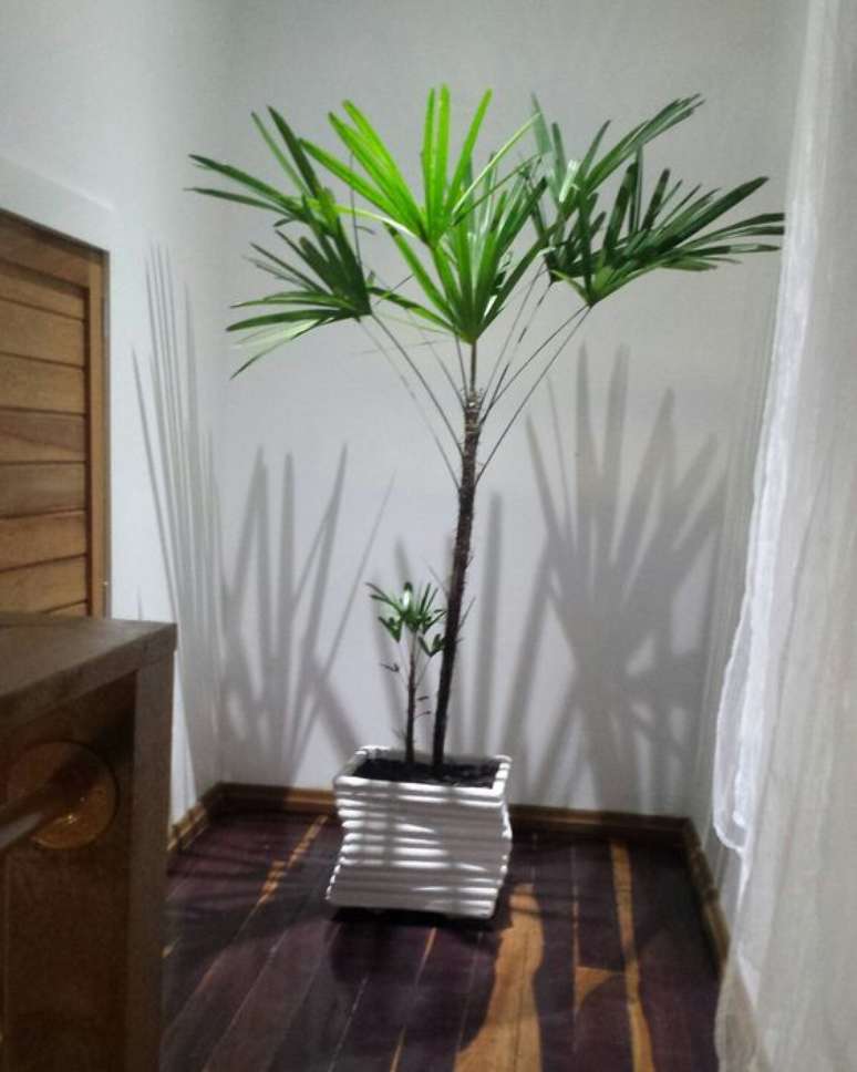 39. Você pode utilizar um vaso com formato diferenciado para a palmeira ráfia. Foto: Pin IMG