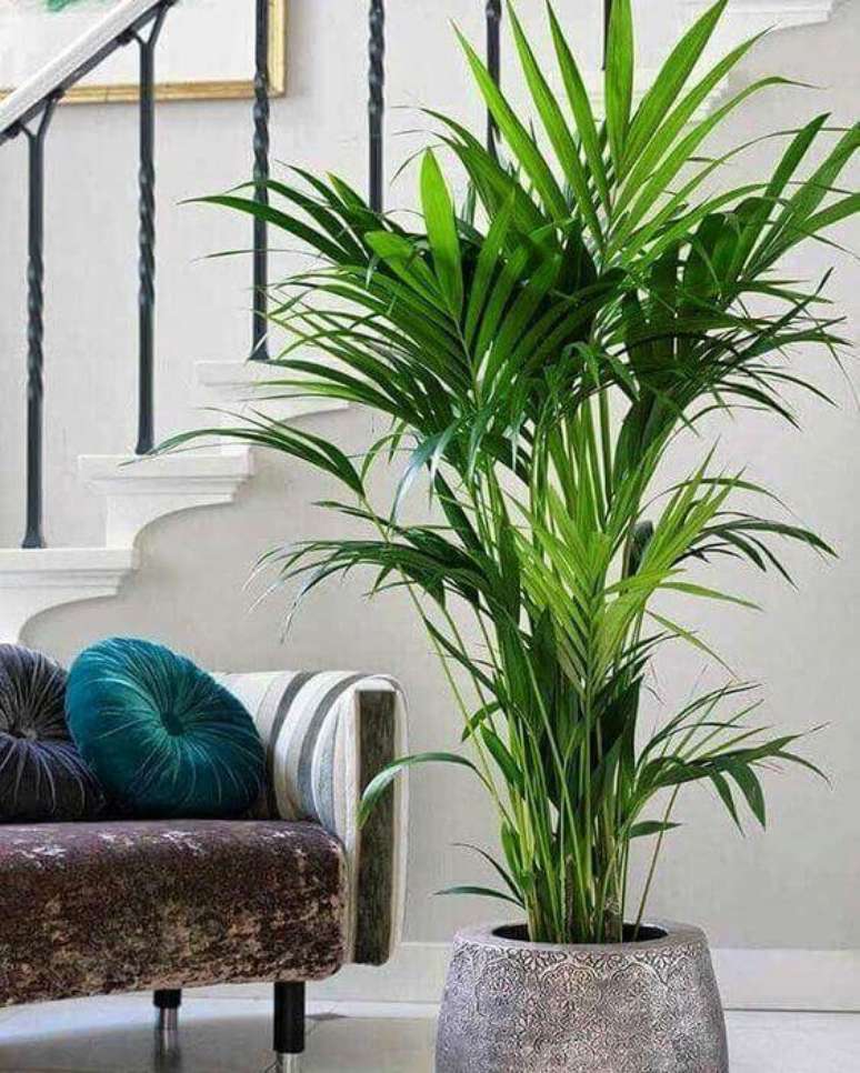 61. A palmeira ráfia fica lindíssima quando alcança seu tamanho máximo. Foto: Instagram