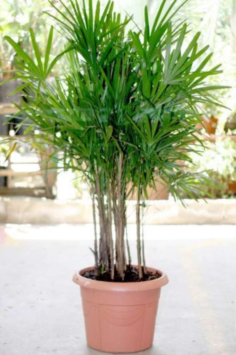 49. Uma palmeira ráfia saudável costuma crescer bastante. Foto: UOL Mulher