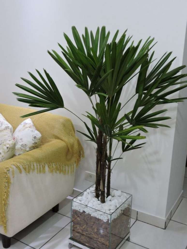 32. A palmeira ráfia pode ser o elemento principal de todo um cômodo. Foto: Planta Sonya