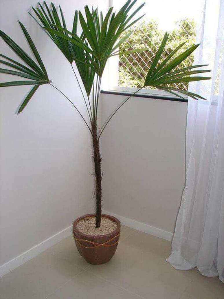 29. Vasos pequenos podem ser utilizados como base para palmeira ráfia desde que sejam resistentes. Foto: Viva Decora