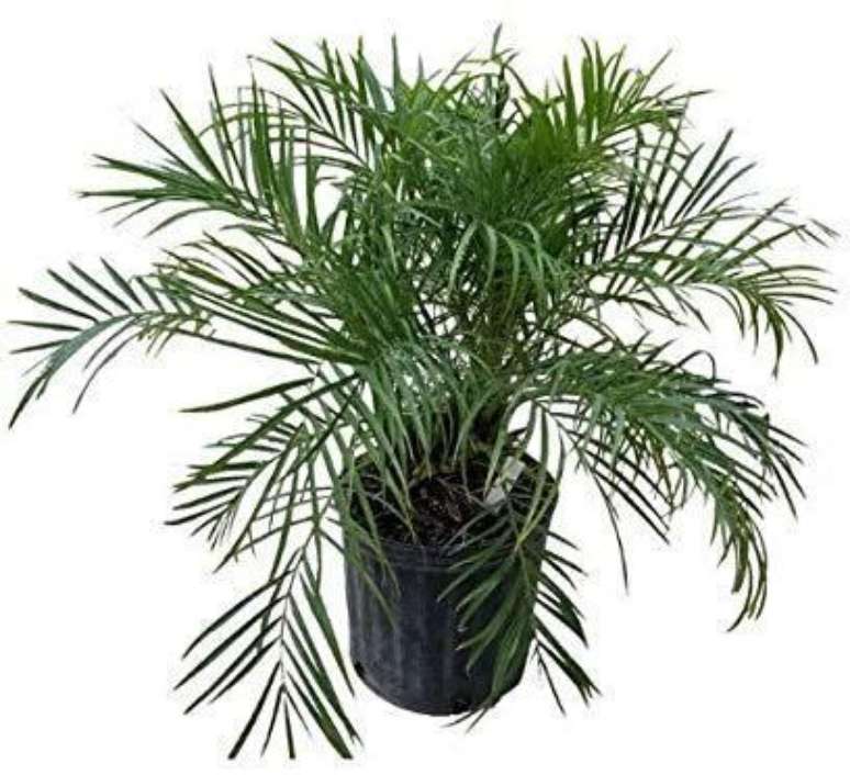 47. A palmeira ráfia precisa de cuidados para crescer bem. Foto: Globalize Your Life