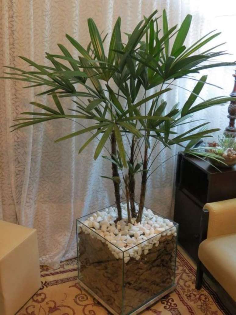 59. Pedriscos são muito necessários em vasos de palmeira ráfia. Foto: Site da Beleza e Moda