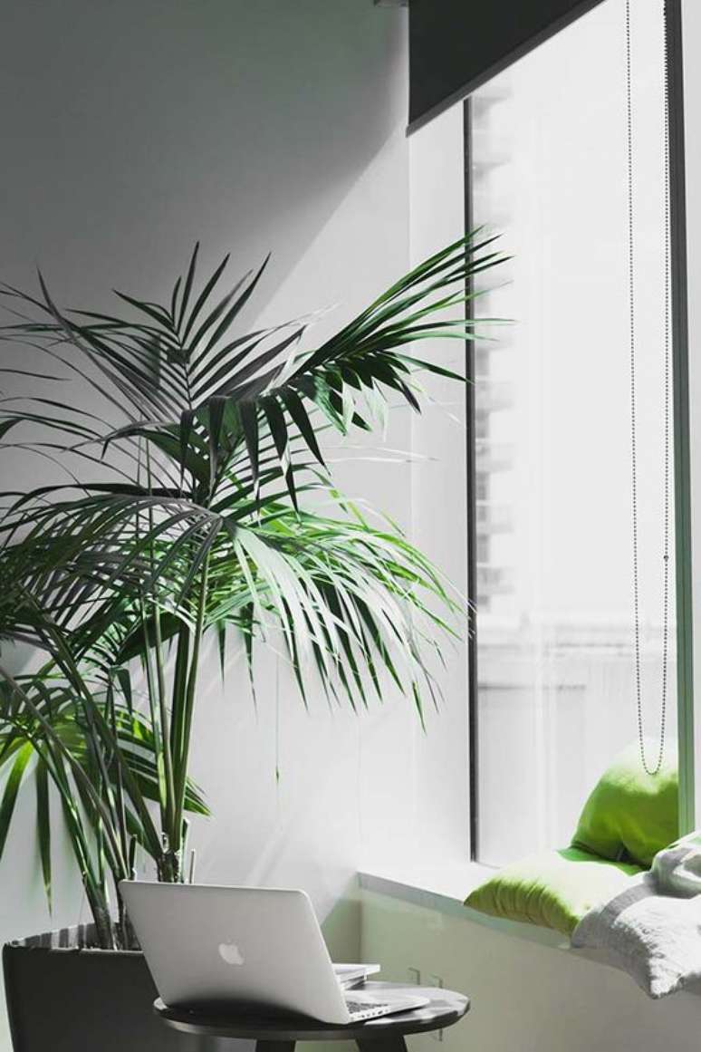 10. Uma boa palmeira ráfia possui folhas verdes e grandes. Foto: Decor Fácil