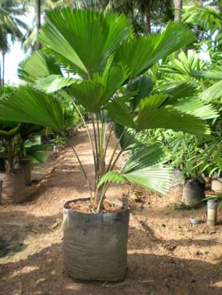 51. A palmeira ráfia também pode ficar em um frande quintal. Foto: Planta Ornamental